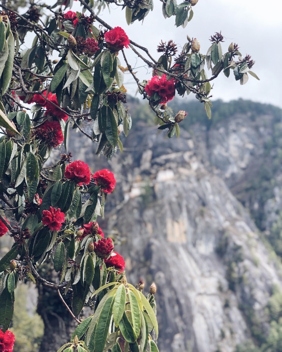 Rhododendrons blooming, with the Taktsang monastery in the background